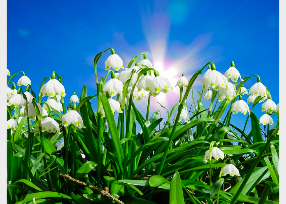 47 Plants That Begin to Bloom in March Stacker